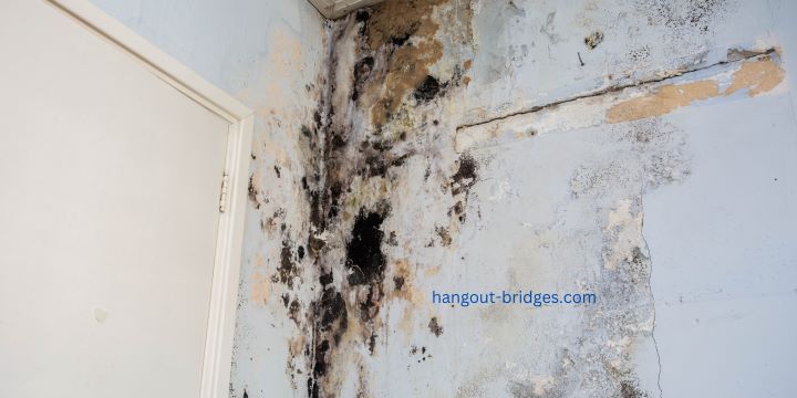 The Essential Guide to Preventing Mold in Your Home