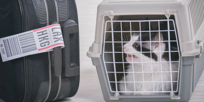 International Airlines Welcoming Pets Onboard