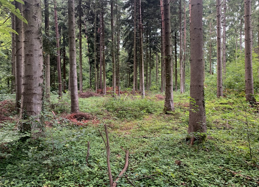 Forest Therapy
