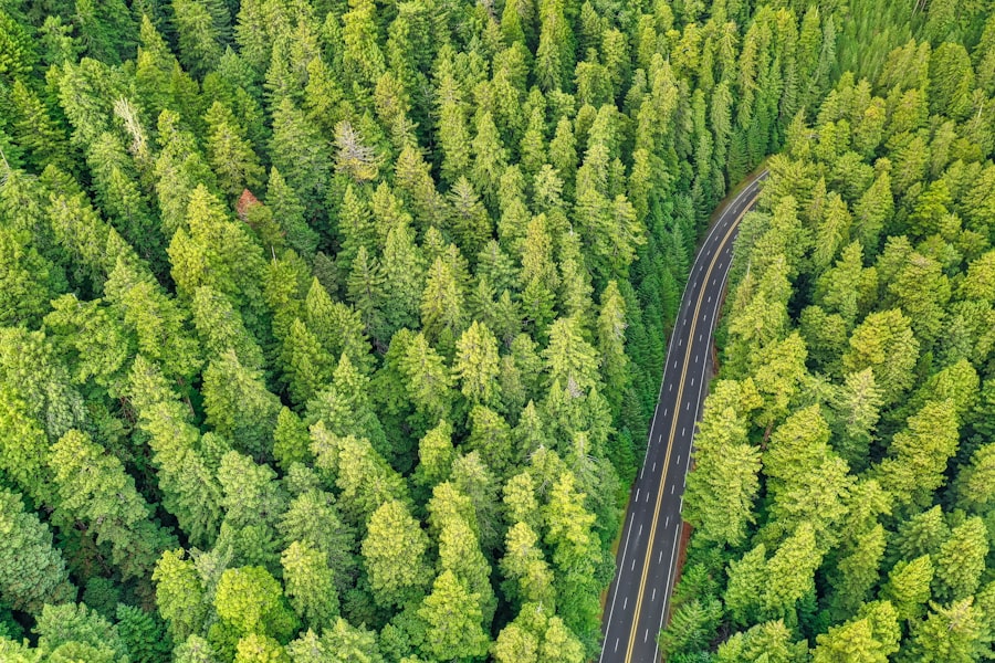 Carbon Offset Travel
