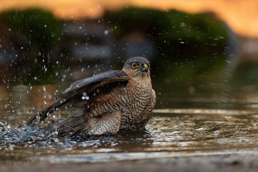 Photo Nature Bathing

