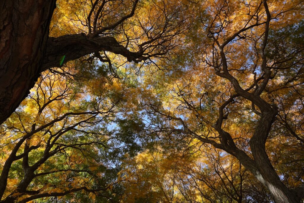 Discover the Healing Power of Forest Therapy