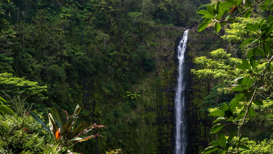 Rainforest Exploration