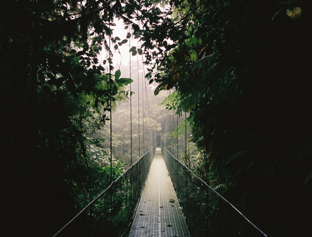 Discovering the Rainforest: What to Expect and How to Prepare