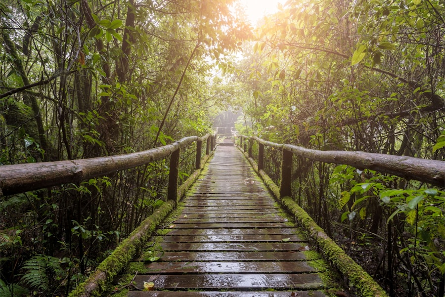 Photo Rainforest Exploration