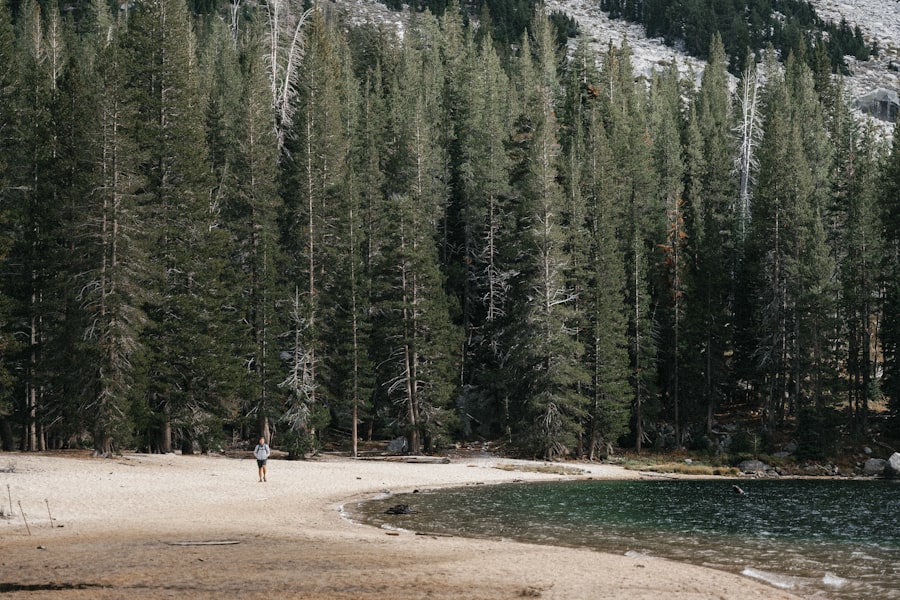 Photo Beach vs Forest Trips