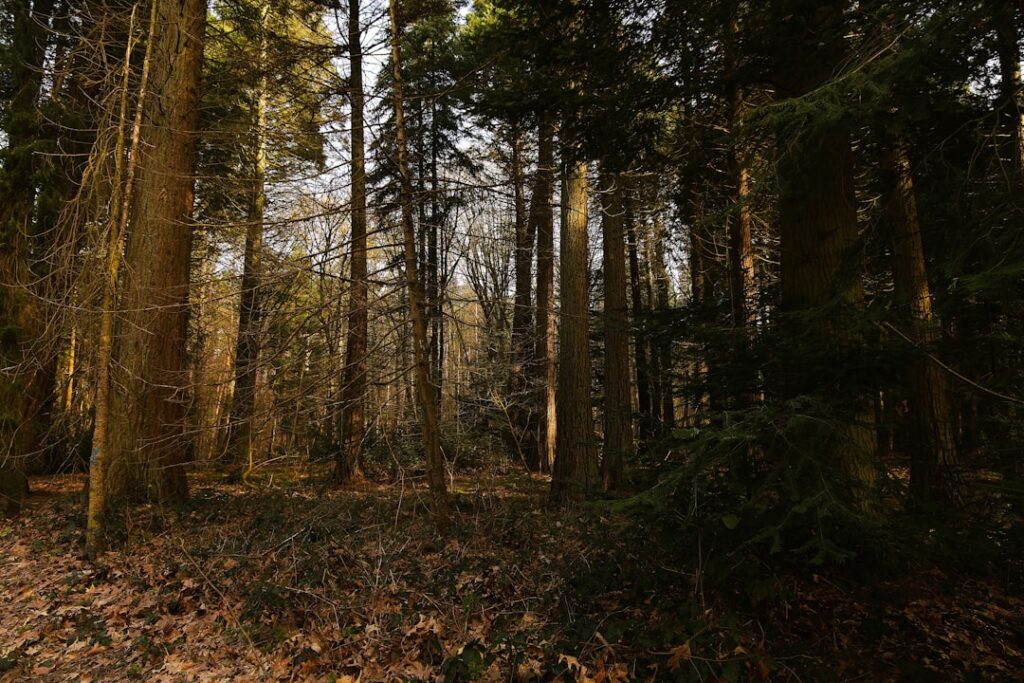 The Healing Power of Forest Bathing